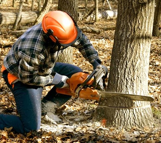 Tree Removal in Crowheart, WY